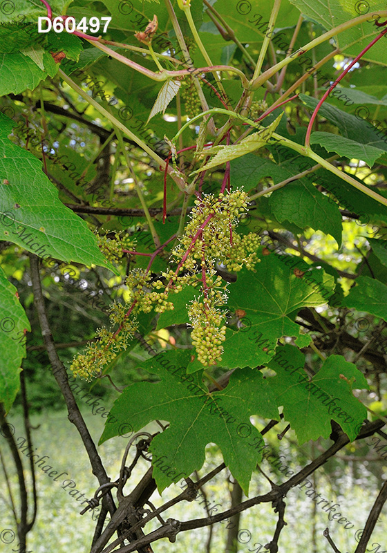 Summer Grape (Vitis aestivalis)